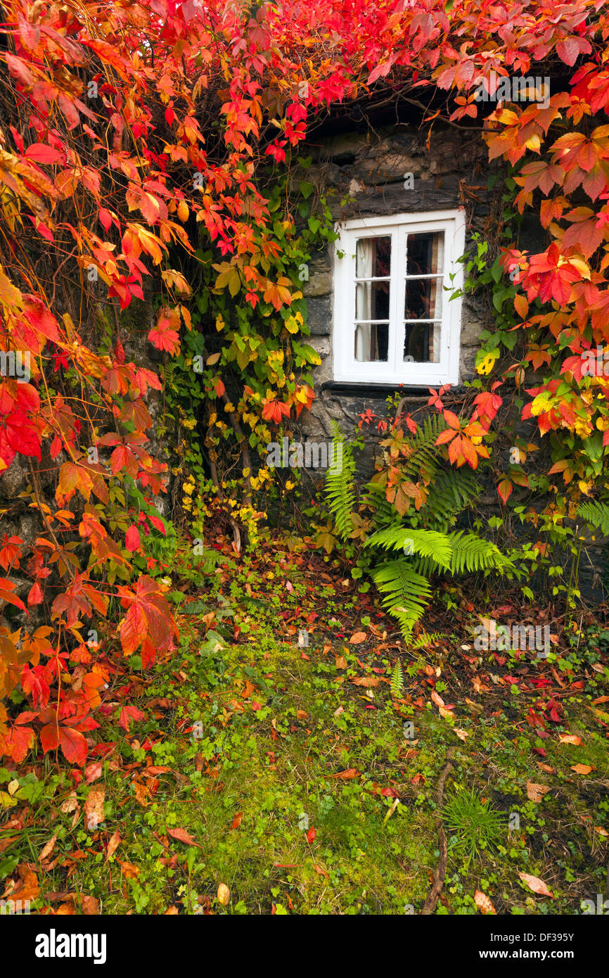 TU Hwnt I'r Bont Teestube während Romanum, North Wales, UK in volle Herbstfärbung Stockfoto