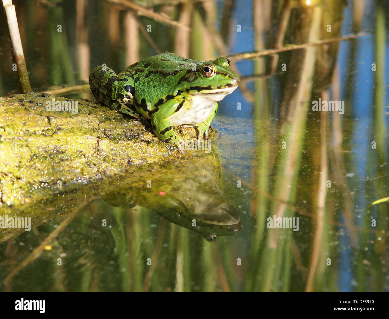 grüner Frosch und Spiegelung im Wasser Stockfoto