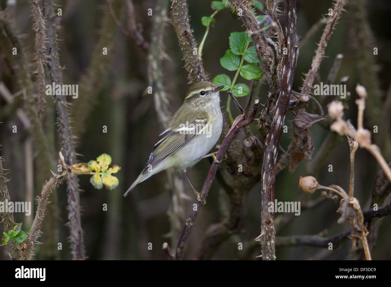 Gelb-browed Warbler Phylloscopus Inornatus Shetland Schottland, Vereinigtes Königreich Stockfoto