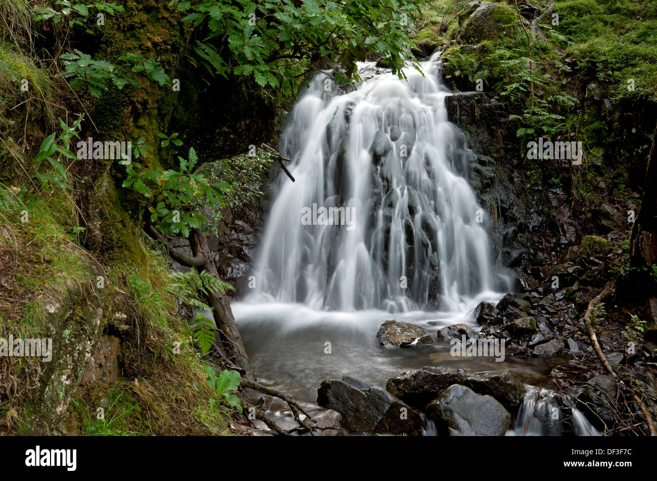 Wasserfälle Tom Gill Beck Wasserfall bei Tarn Hows im Sommer Lake District National Park Cumbria England Vereinigtes Königreich Großbritannien und Nordirland GB Großbritannien Stockfoto