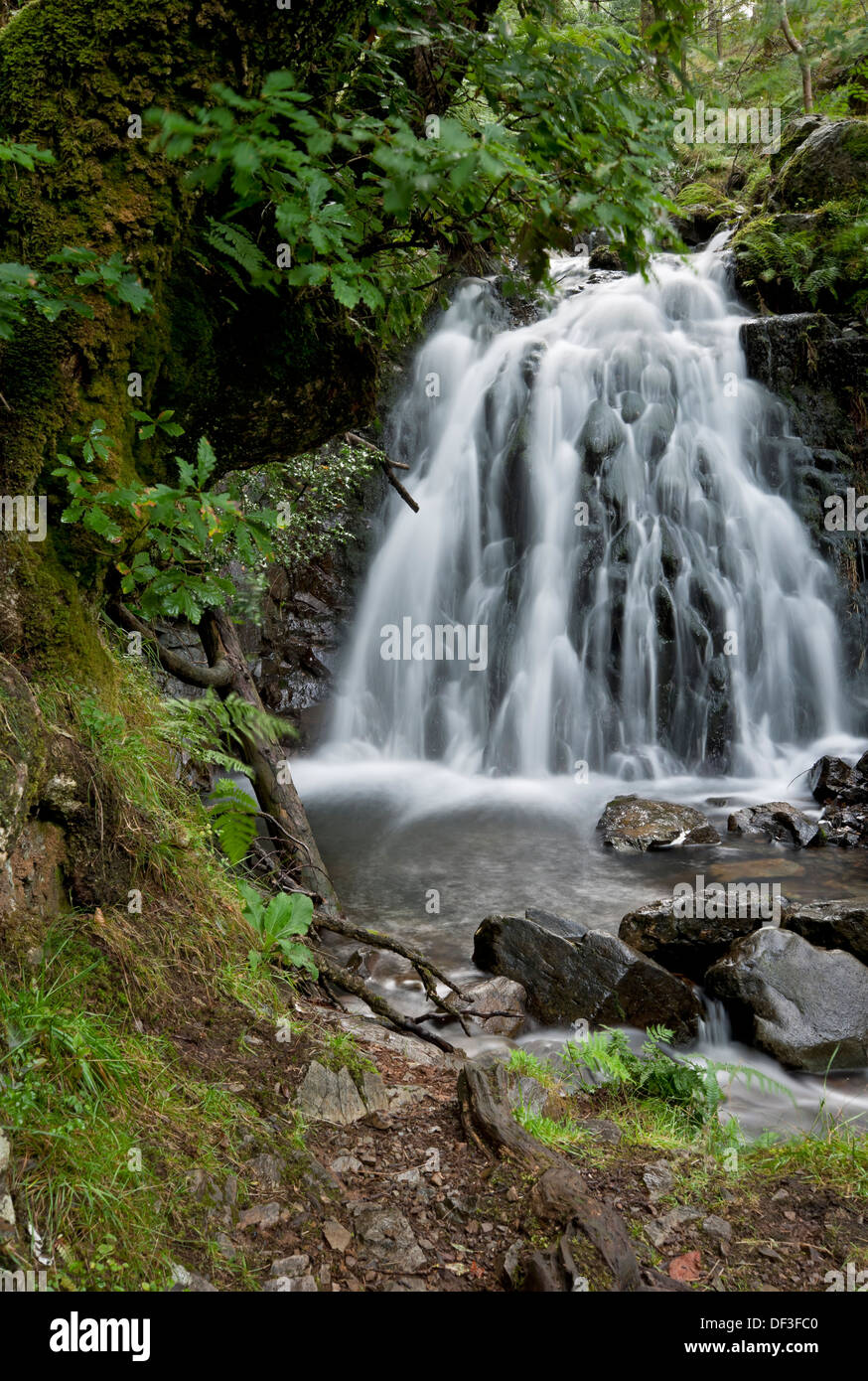 Wasserfall Wasserfälle Tom Gill Beck bei Tarn Hows im Sommer Lake District National Park Cumbria England Vereinigtes Königreich Großbritannien und Nordirland GB Großbritannien Stockfoto