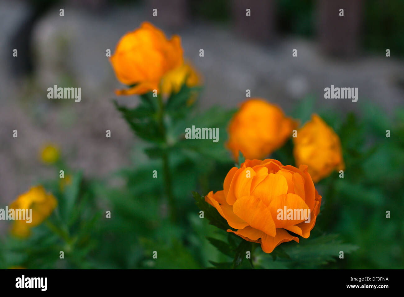 Orange Blumen Trollius Asiaticus Stockfoto