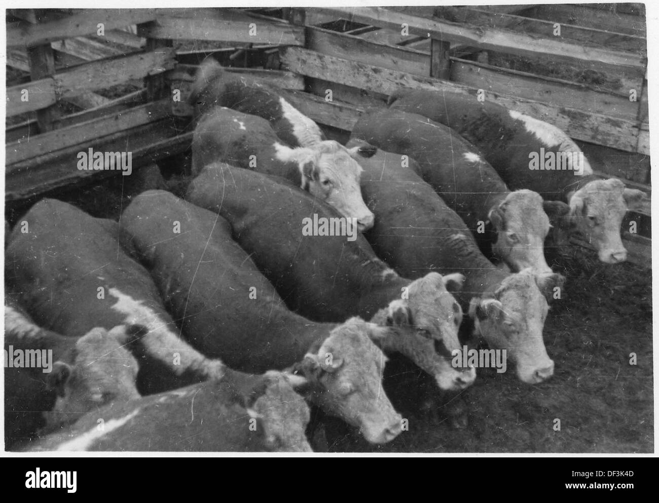 Rinder werden in einem Viehstall in Halliday, North Dakota, gesehen. Dieses historische Foto aus dem United States National Archives zeigt die landwirtschaftlichen und tierischen Praktiken in der Region. Stockfoto