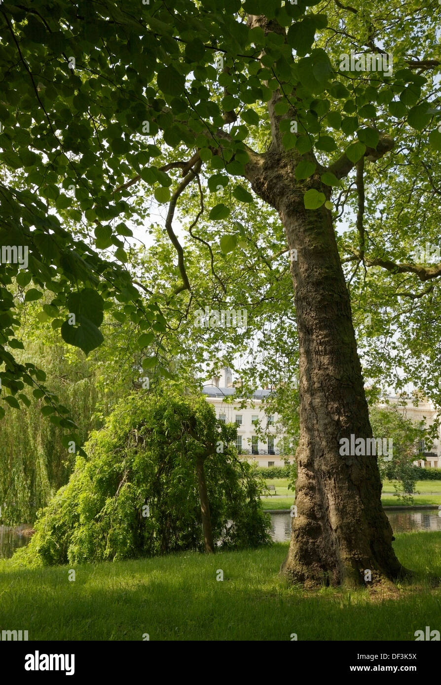 Eine Birke im Regents Park, London. Stockfoto