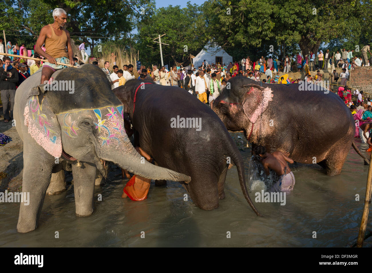 Mahut auf einer bemalten Elefanten in den Fluß Gandak für ein Bad mit anderen Elefanten Baden und Pilger hinter Sonepur Mela, Sonepur, Bihar, Indien Stockfoto