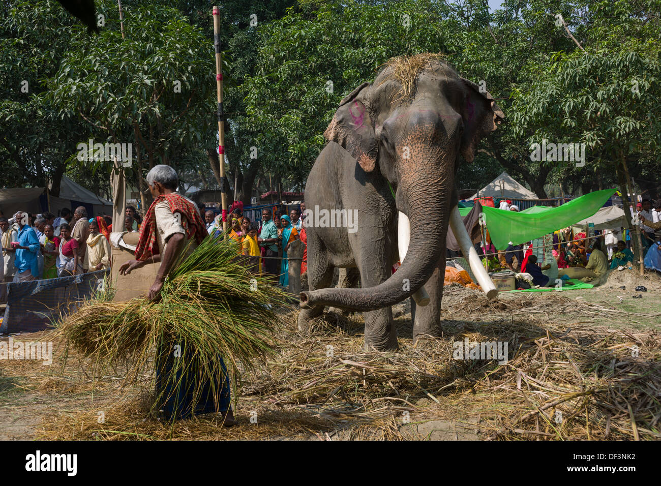 Mahout mit großen männlichen Elefanten mit angedockten Stoßzähne, in einem Lager auf dem Haathi Basar hinter Sonepur Mela, Sonepur, Bihar, Indien Stockfoto