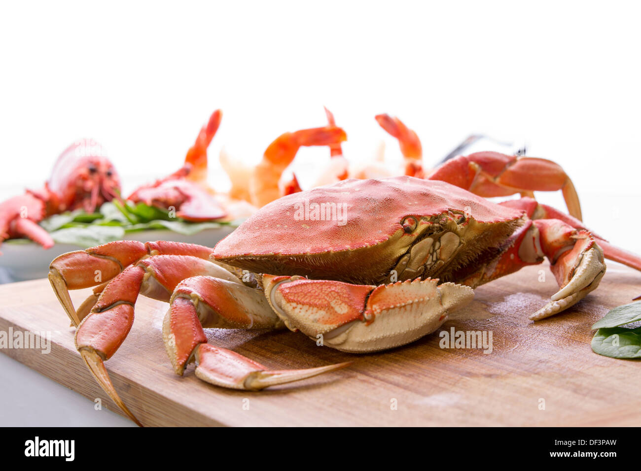 Vorbereitung von Dungeness Krabbe, roten Hummer und Garnelen in der Küche auf dem Schneidebrett, kopieren Sie Platz an der Spitze Stockfoto
