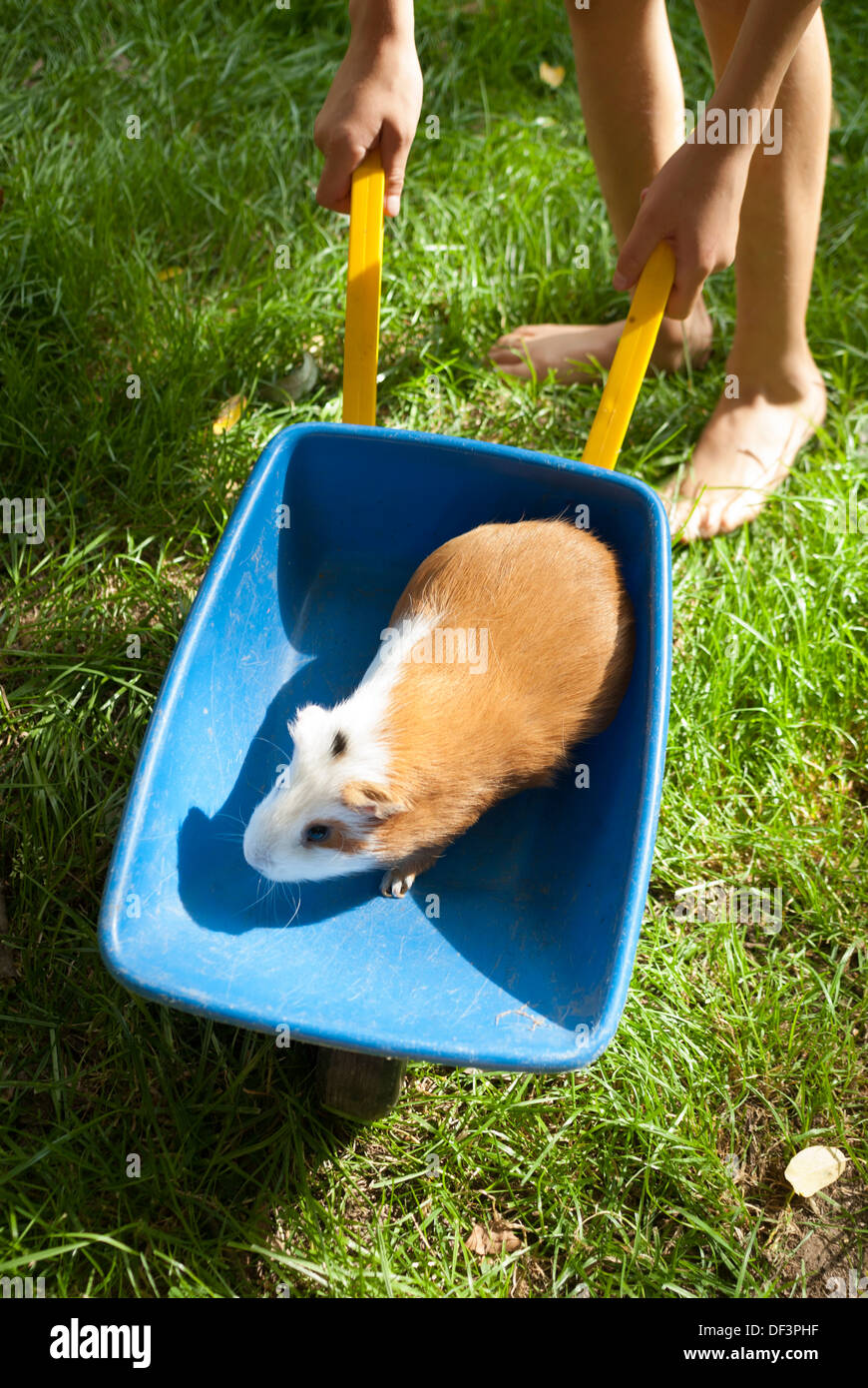 Kinder Spielen Mit Meerschweinchen Im Garten Stockfoto Bild