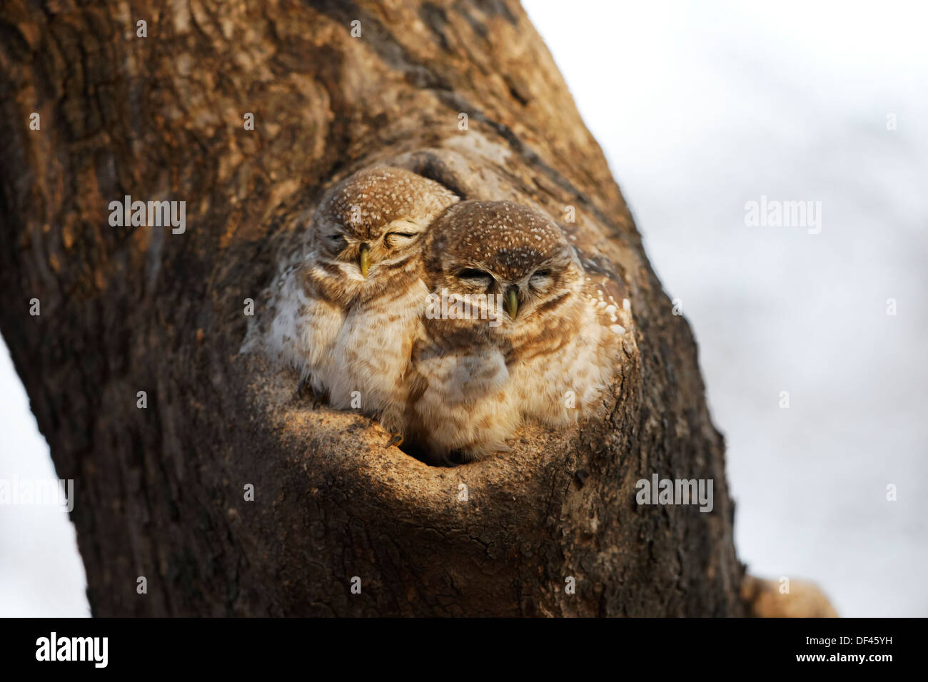 Paar entdeckt Owlet (Athene Brama) im Morgenlicht in Baumhöhle in Ranthambhore Wald, Indien. Stockfoto