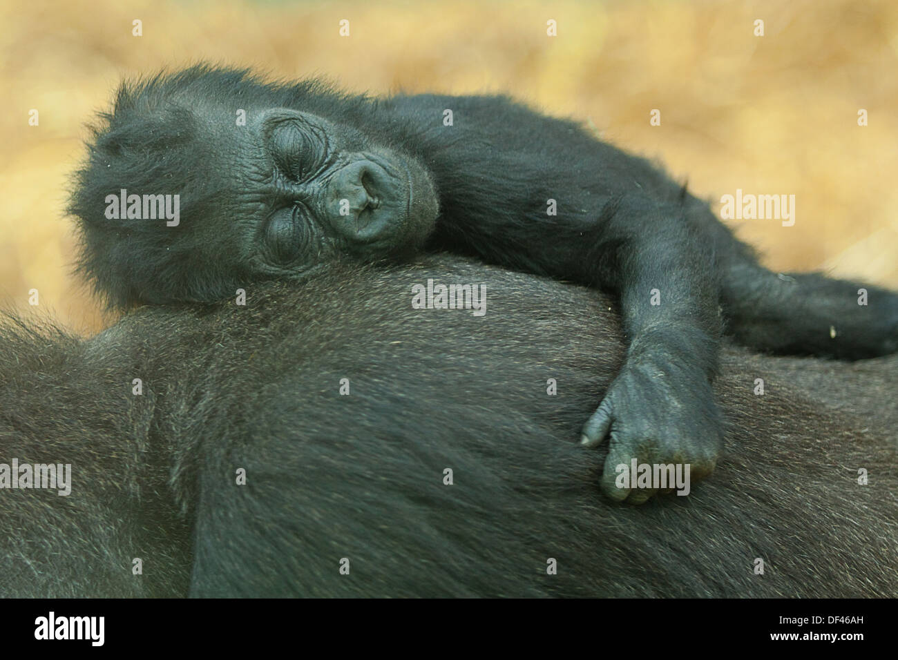 schlafenden Baby Tiefland-gorilla Stockfoto