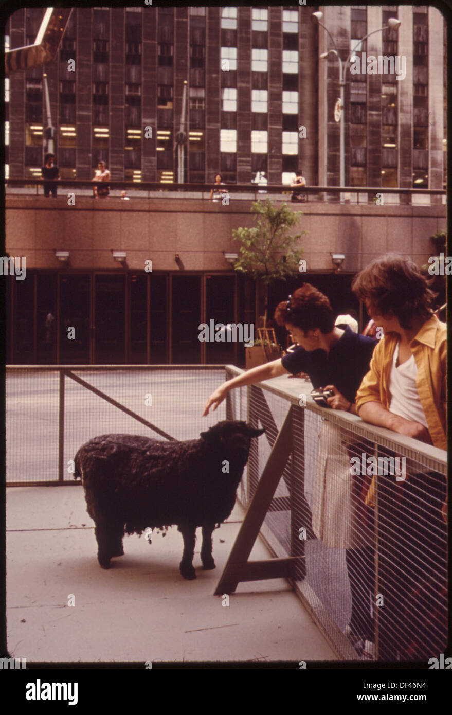 Das Festival of Folk Arts and Crafts im Rockefeller Center bietet eine Vorführung zum Scheren von Schafen, bei der ein Wollschaf sein Fell verliert. Bei der Veranstaltung werden verschiedene Handwerkskunst und traditionelle Aktivitäten gezeigt. Stockfoto