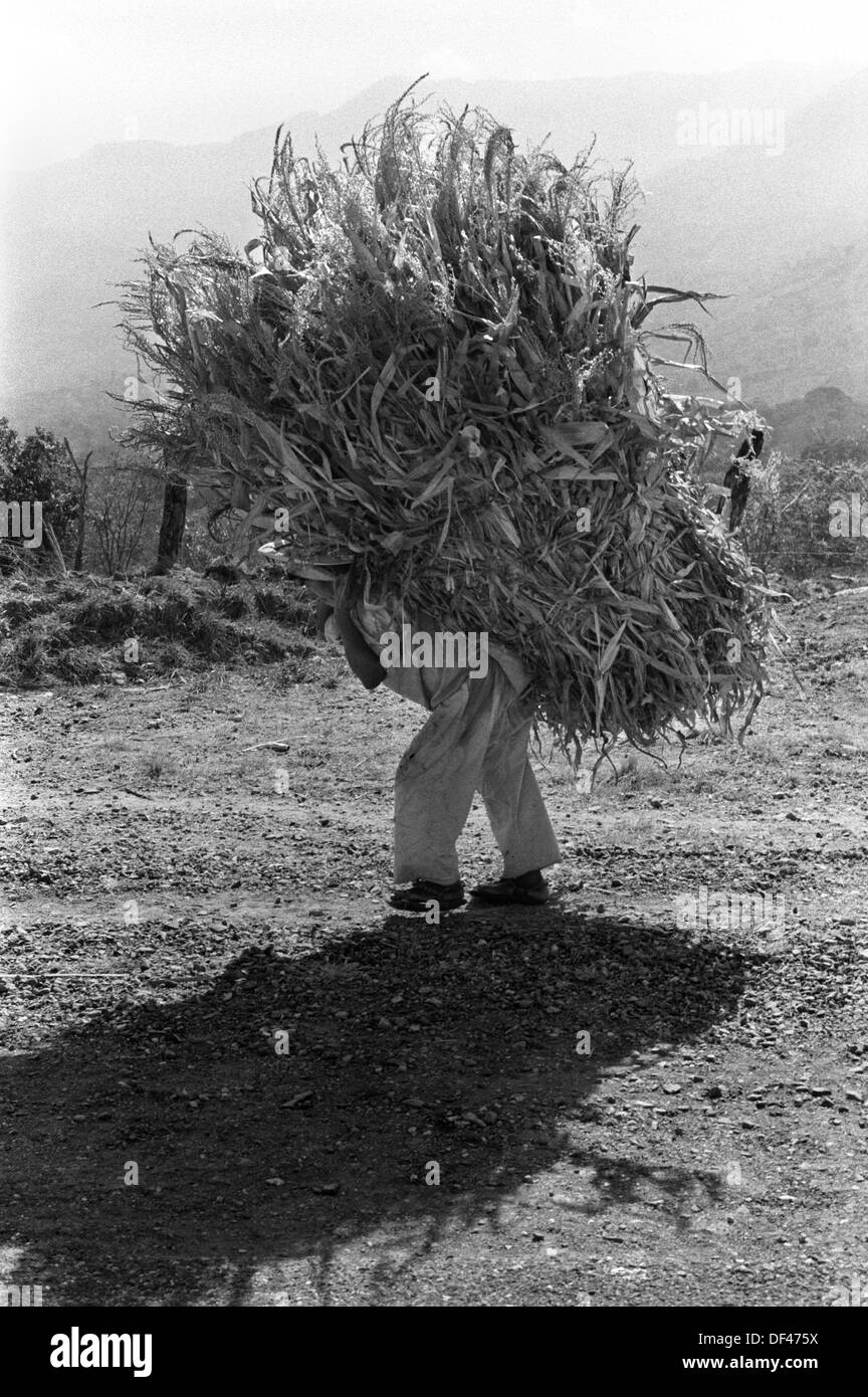 Indigener Indianer aus Mexiko, der ein riesiges Bündel auf dem Rücken trägt. Mexiko 1973 Seite des Pan American Highway - Inter-American Highway HOMER SYKES Stockfoto