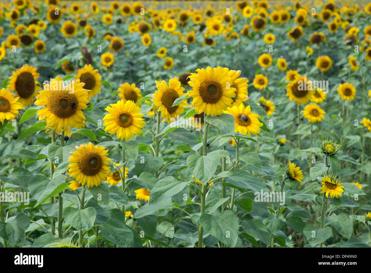 Sonnenblumen; Sommer; Cornwall; UK Stockfoto