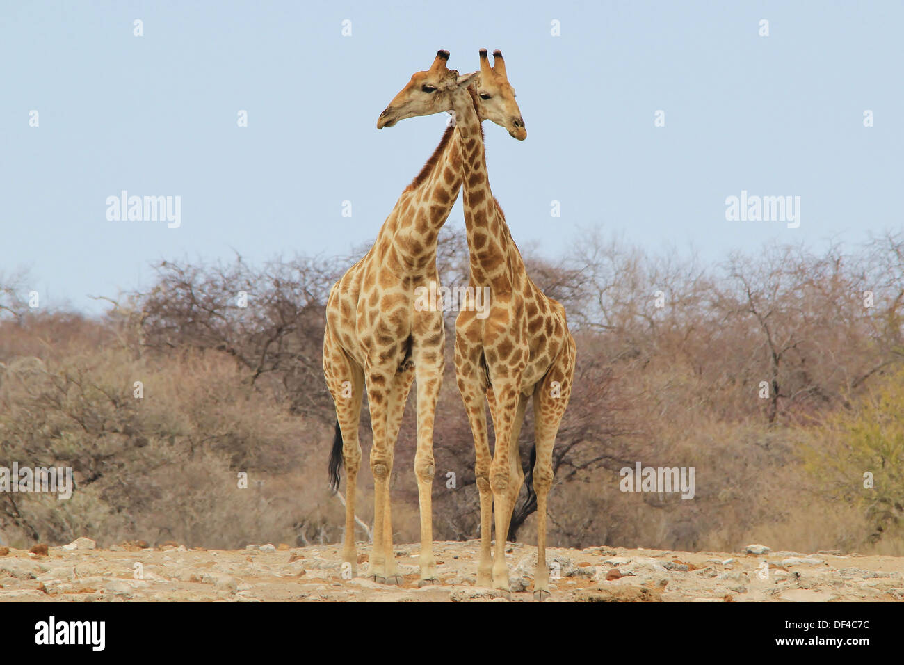 Giraffe Bulls - Hals Wendungen und Wildlife-Hintergrund aus dem Tierreich - schönen Afrika. Stockfoto