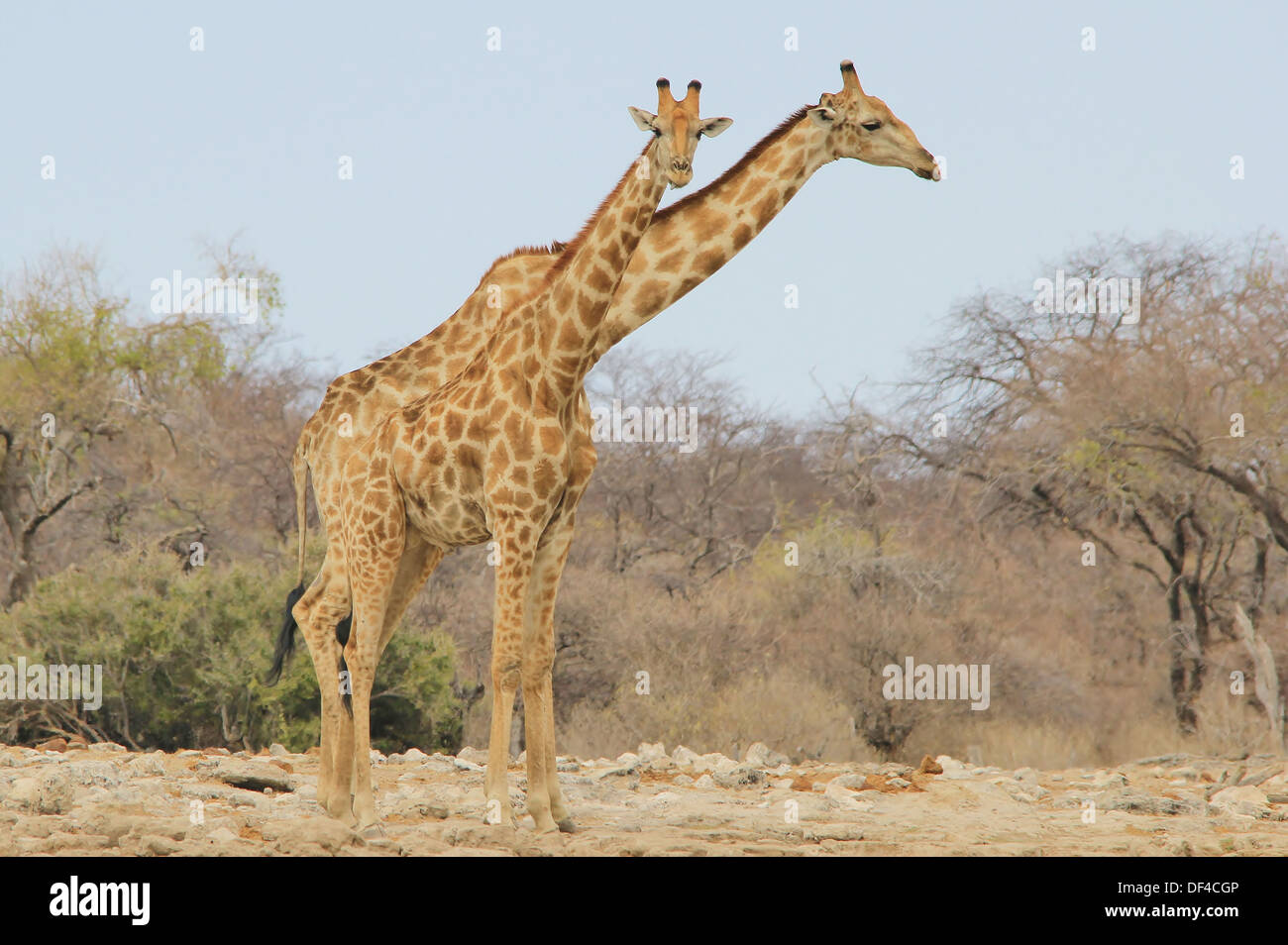 Giraffe Bulls - Hals Wendungen und Wildlife-Hintergrund aus dem Tierreich - schönen Afrika. Stockfoto