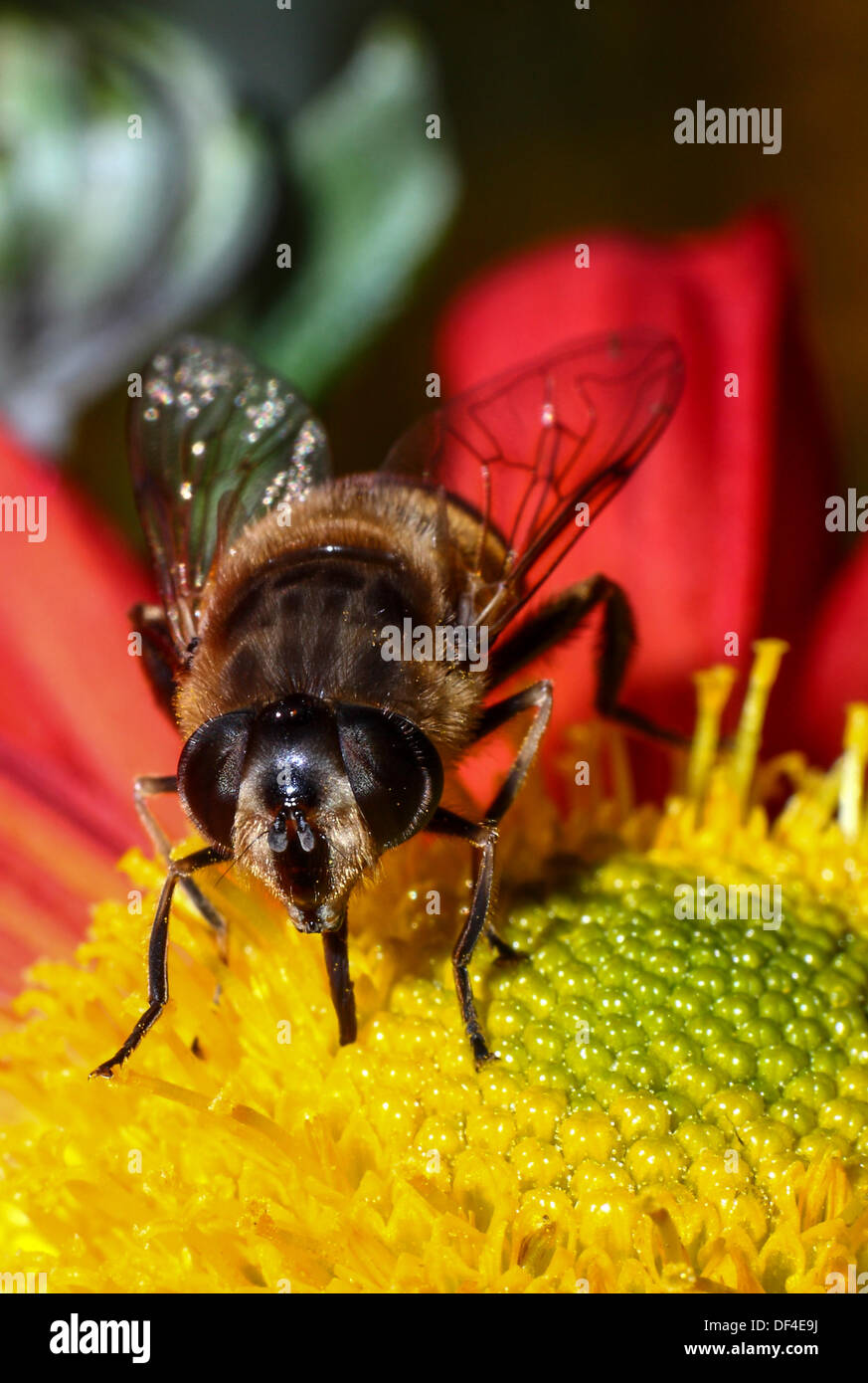 Nahaufnahme einer Biene, die Pollen von einer Dahlie Stockfoto
