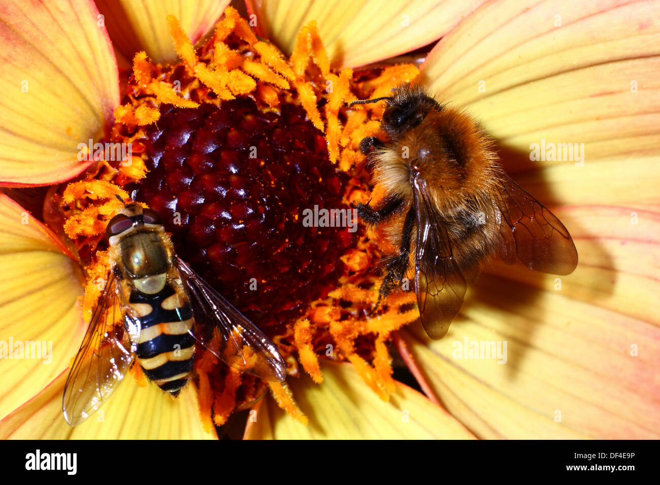 Biene und Schwebfliege sammeln Pollen aus einer Dahlie Stockfoto