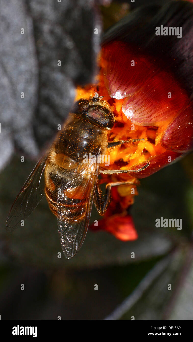 Bee Pollen sammeln Stockfoto