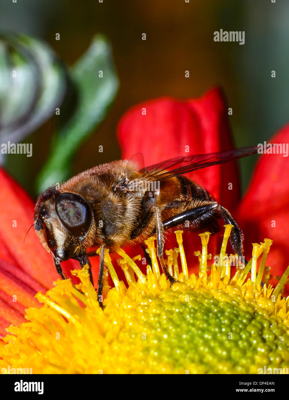 Nahaufnahme von Bienen sammeln Pollen aus einer Dahlie Stockfoto