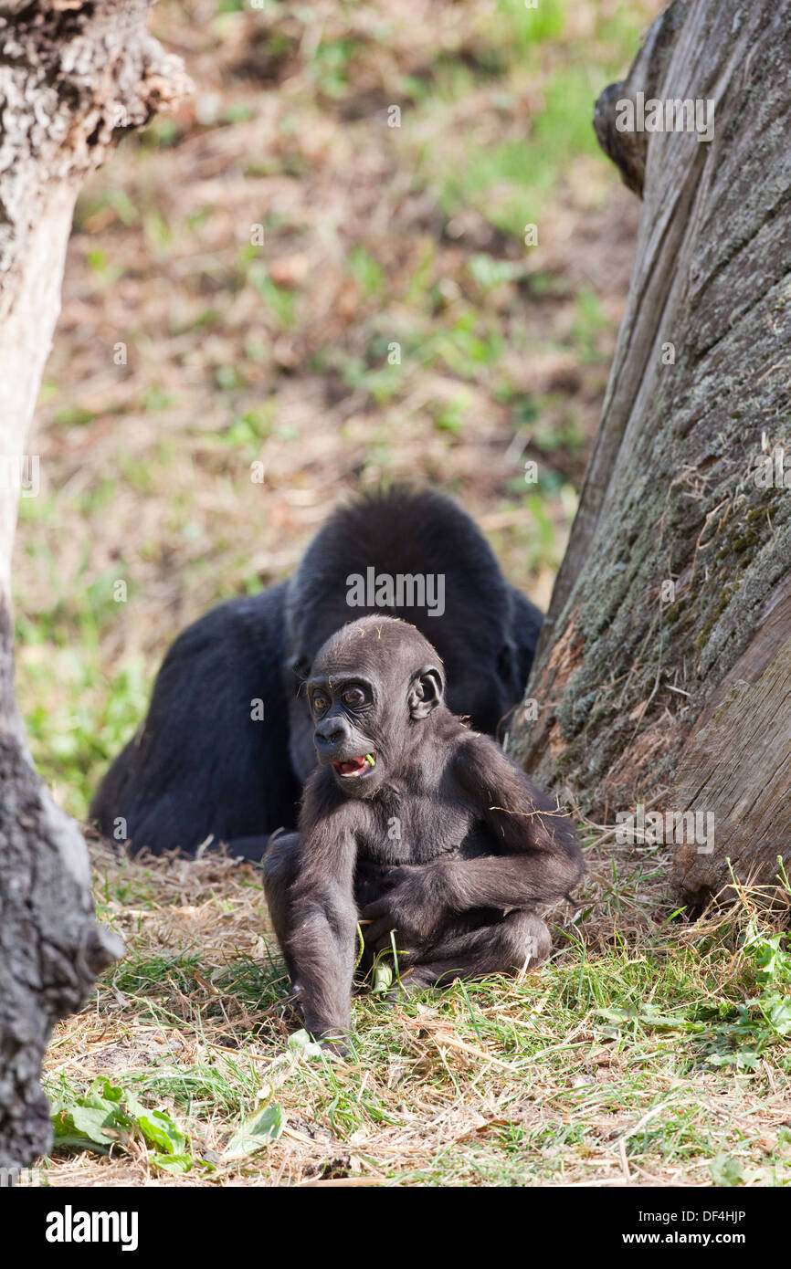 Westliche Flachlandgorillas (Gorilla Gorilla Gorilla). Mutter und elf Monate alten Jungen. Durrell Wildlife Trust, Jersey C ich Stockfoto