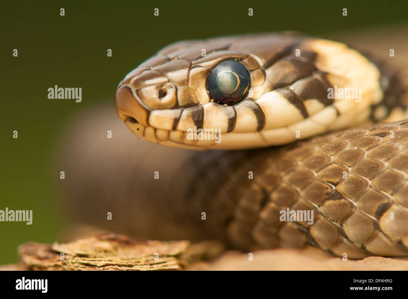 Ringelnatter Stockfoto