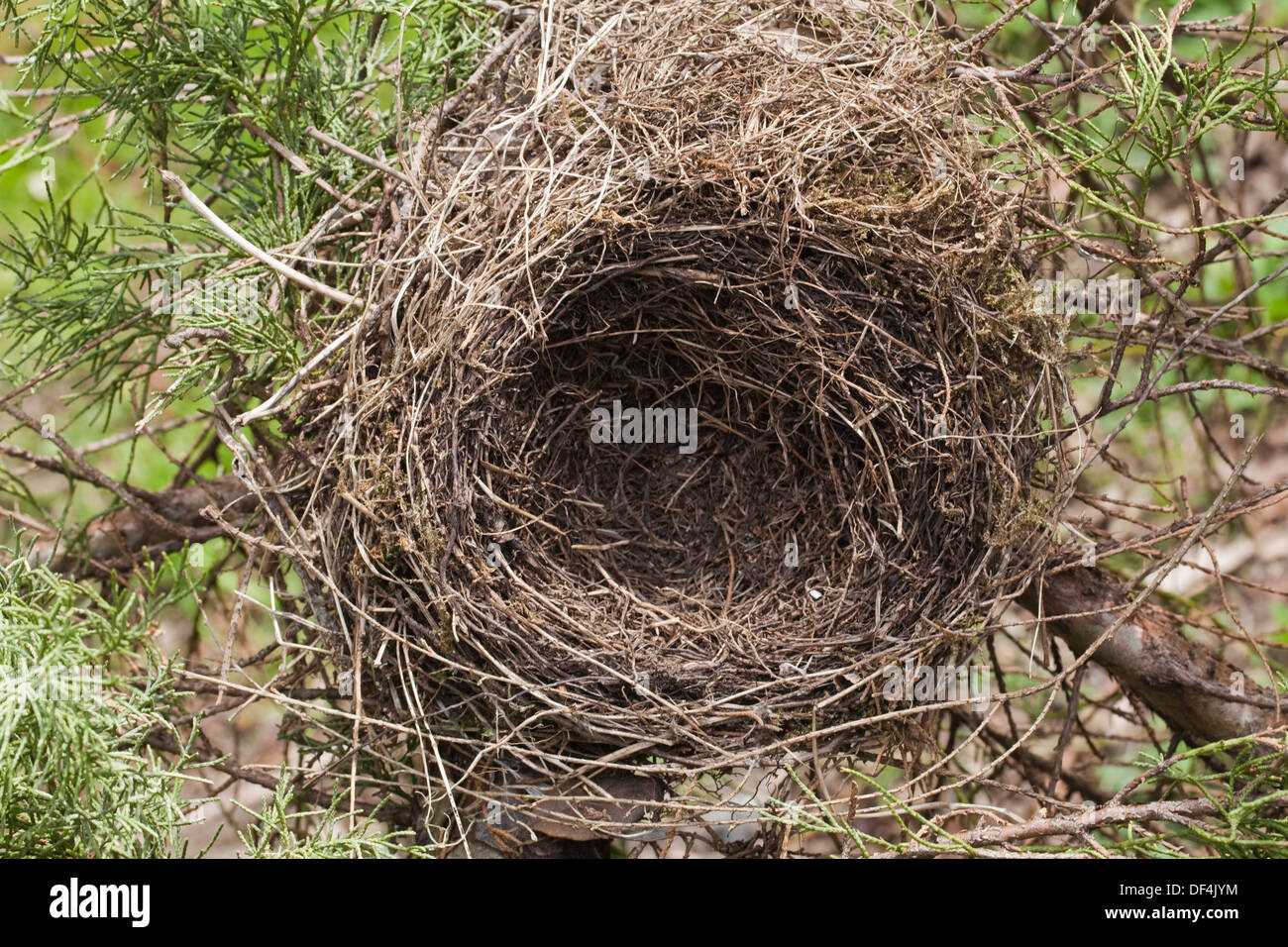 Amsel (Turdus Merula). Redundante, vorherigen Saison Nest im Garten Cupressus SP. Baum. Vogelperspektive auf der Suche. Stockfoto