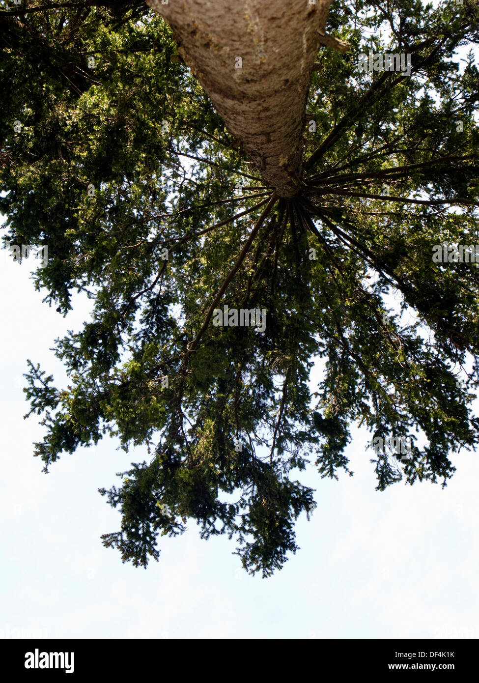 Nach oben zur großen Tanne, Low Angle View Stockfoto