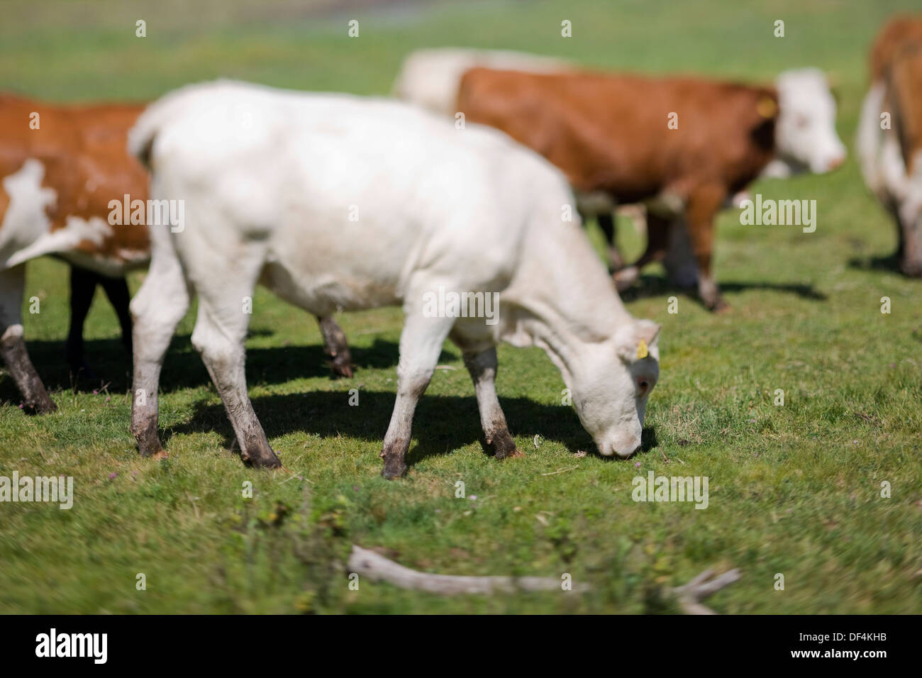 Weidende Kühe Stockfoto