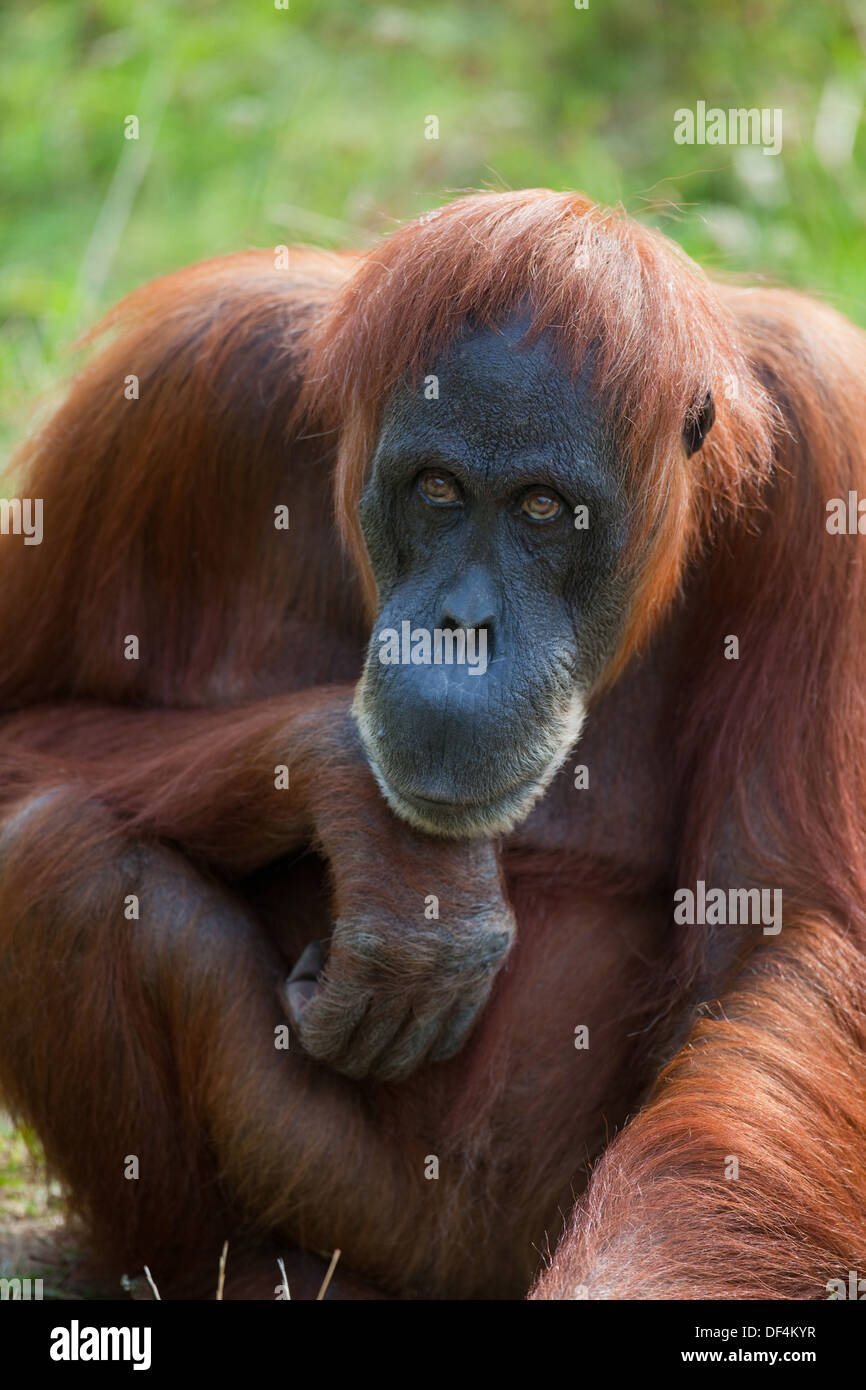 Sumatra-Orang-Utan (Pongo Abelli). Erwachsenes Weibchen. Durrell Wildlife Conservation Trust. Jersey, Kanalinseln, England, UK. Stockfoto