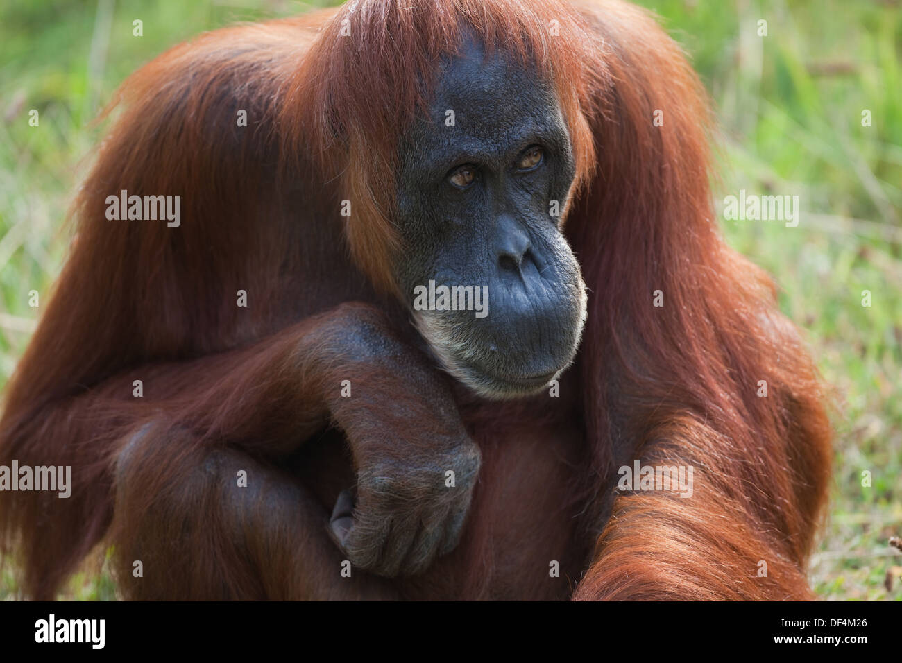 Sumatra-Orang-Utan (Pongo Abelii). Erwachsenes Weibchen. Durrell Wildlife Conservation Trust. Jersey, Kanalinseln, England, UK. Stockfoto