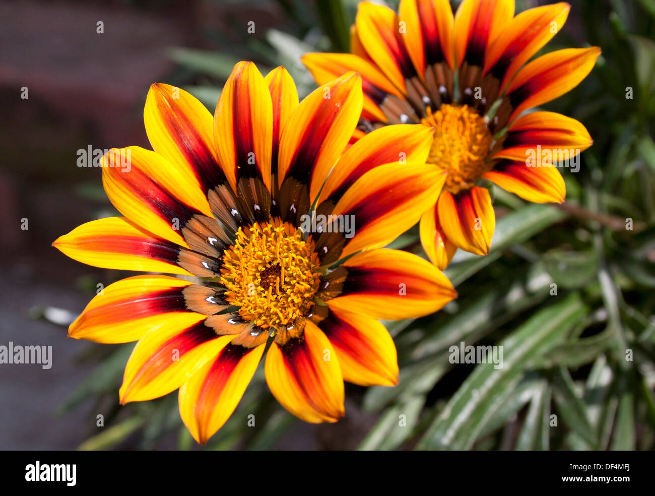 Nahaufnahme von zwei Blumen-lebendige orange und gelbe Gänseblümchen Stockfoto