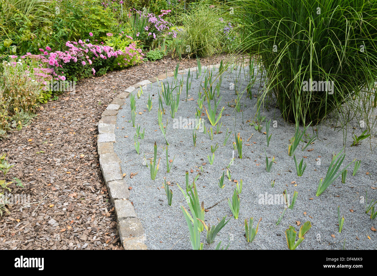 Schwertlilien (Iris) in einer Kiesgrube Garten. Design: Marianne und Detlef lüdke Stockfoto