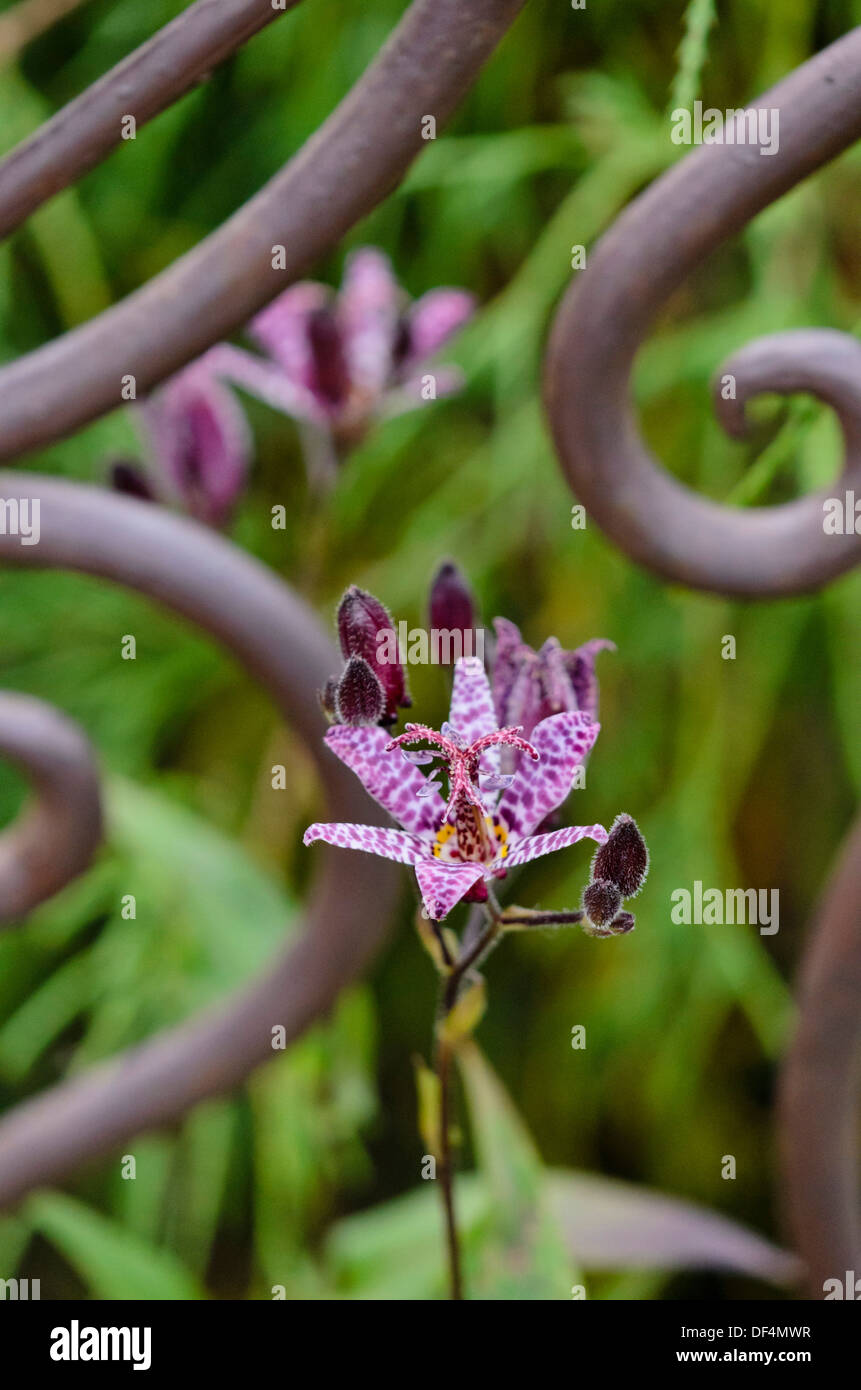 Japanische toad Lily (tricyrtis hirta) Stockfoto