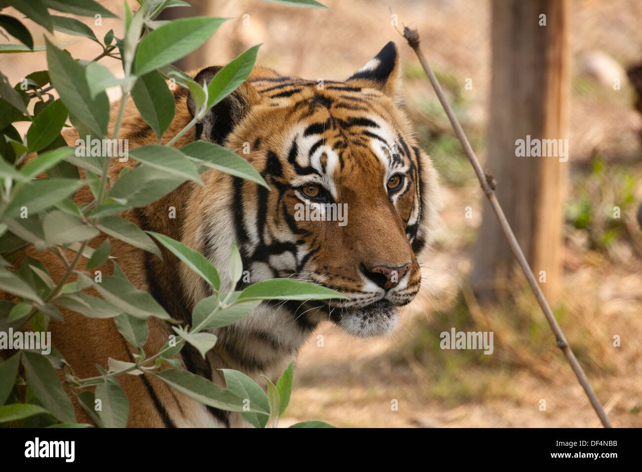 Royal Bengal Tiger (Panthera Tigris Tigris). Katmandu zoologischen Gärten. Nepal. Stockfoto