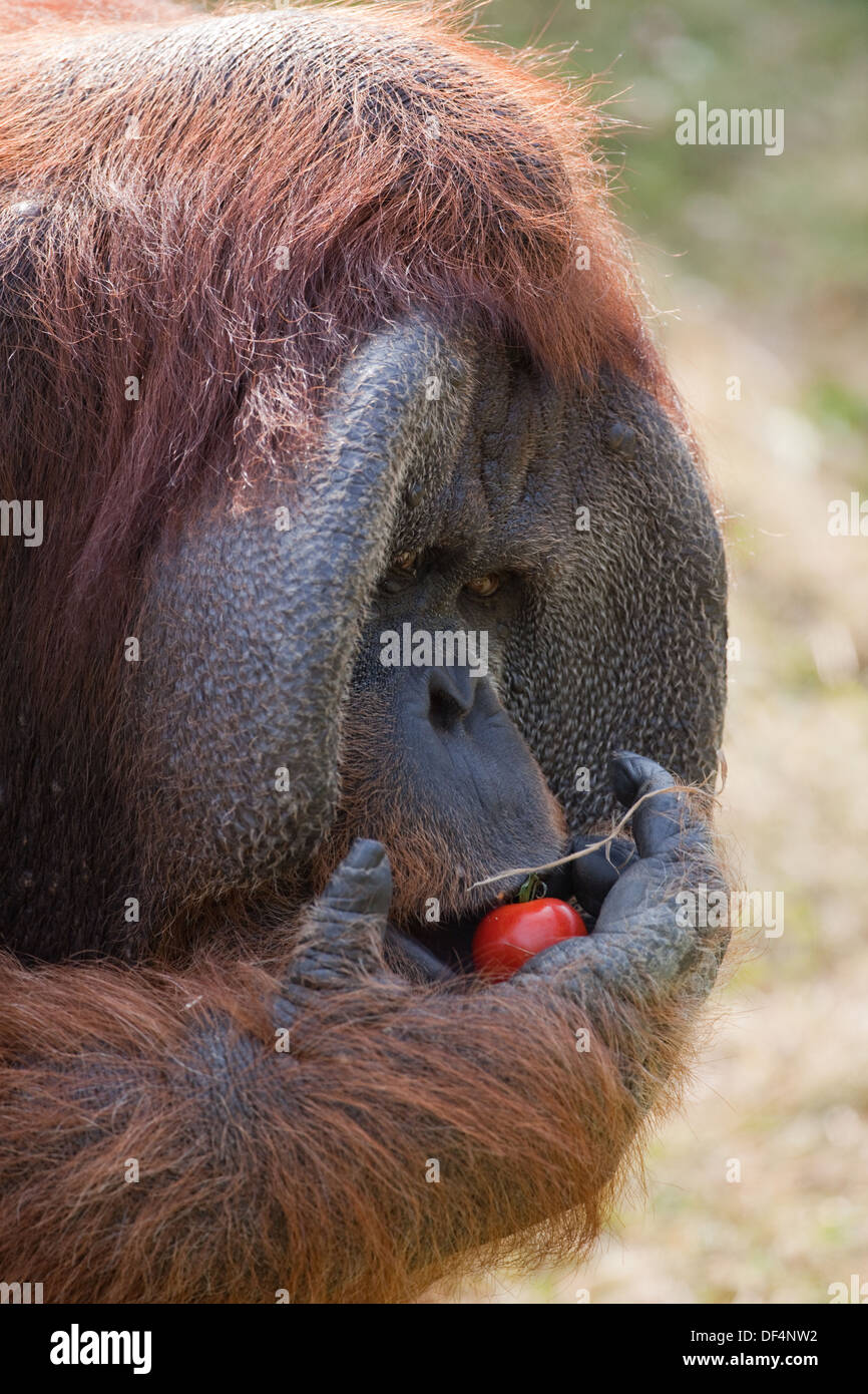 Sumatra-Orang-Utan (Pongo Abelli). Männchen, Wangenpolster oder Klappen, auf beiden Seiten des Gesichts. Halten eine Tomate. Stockfoto
