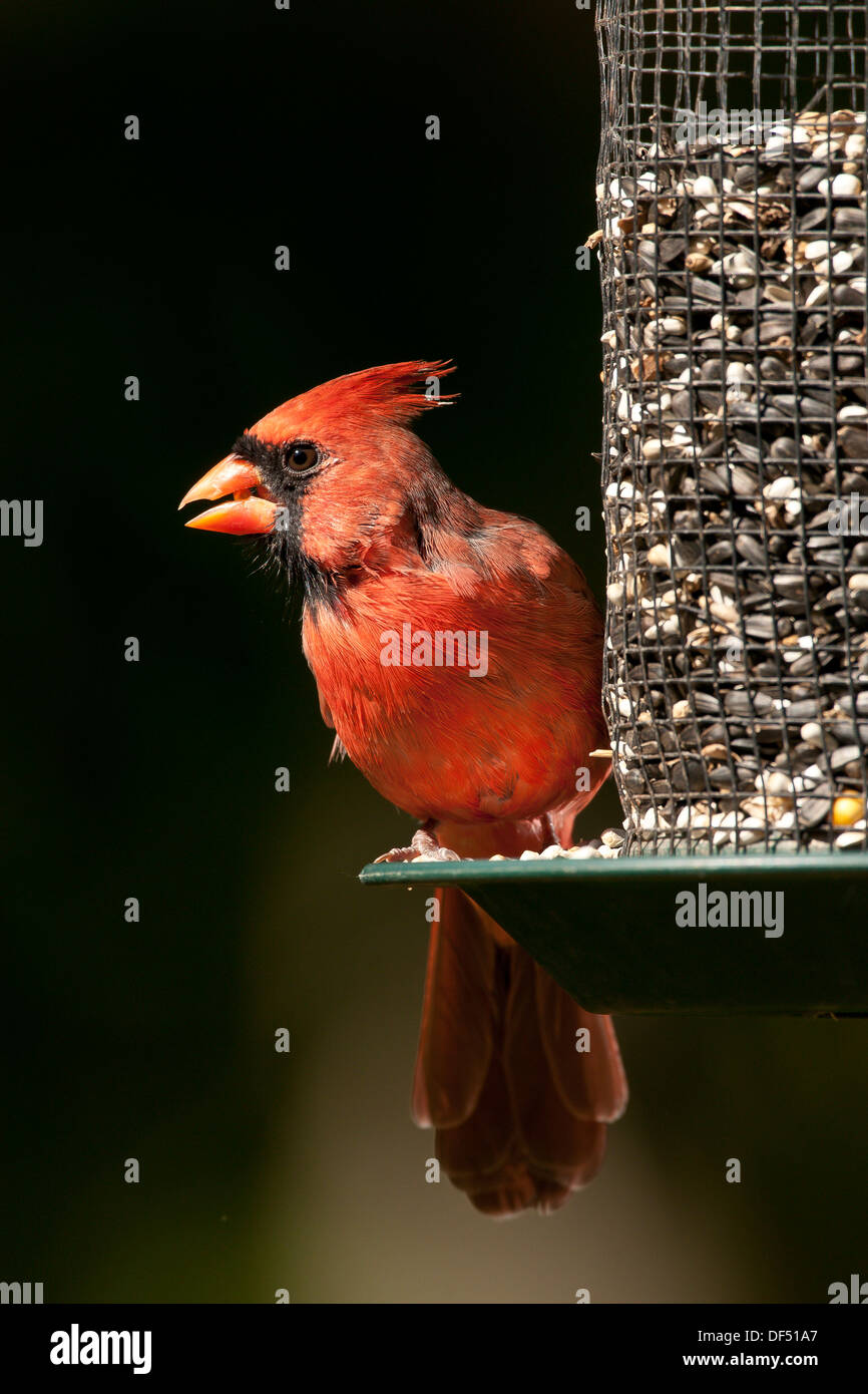 Männliche nördlichen Kardinal thront auf Saatgut feeder Stockfoto