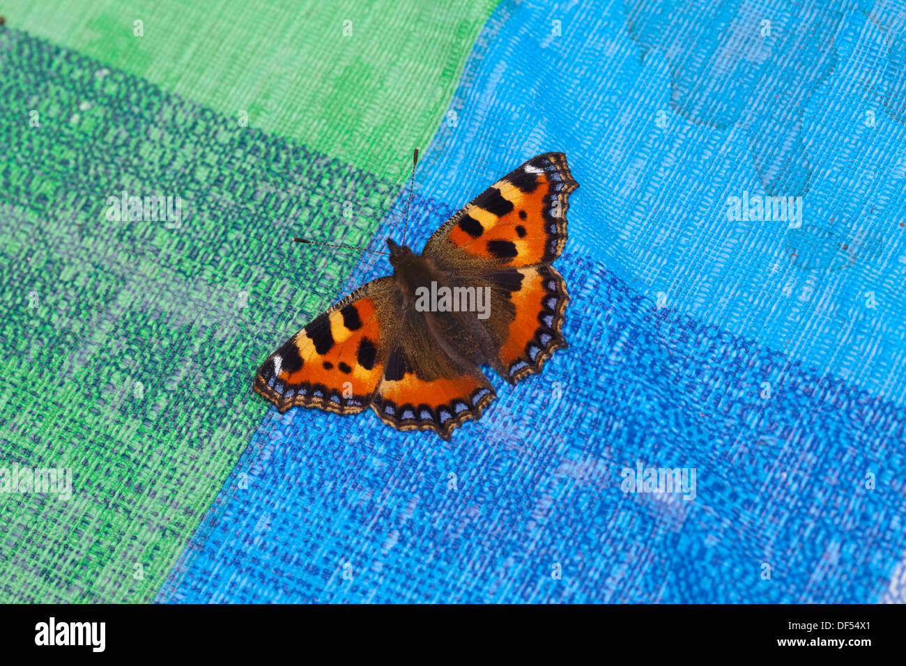 Kleiner Fuchs Schmetterling (Aglais Urticae). An der farbigen Oberfläche ein Outdoor Picknick Kunststoff Tischdecke angezogen. Stockfoto