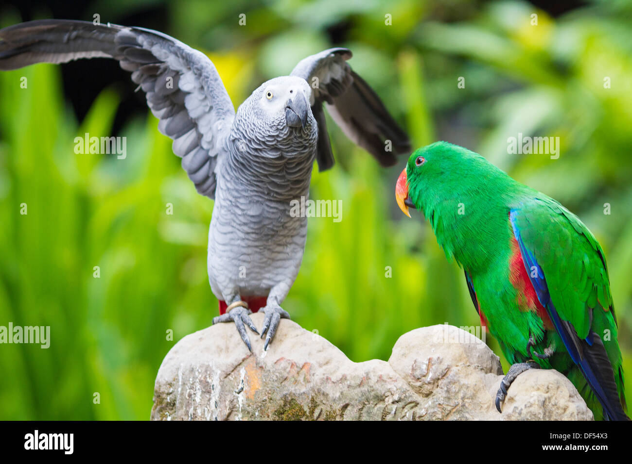 Tropischen Papagei. Bali.Indonesia. Stockfoto