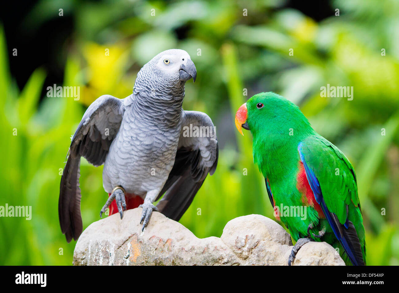 Tropischen Papagei. Bali.Indonesia. Stockfoto