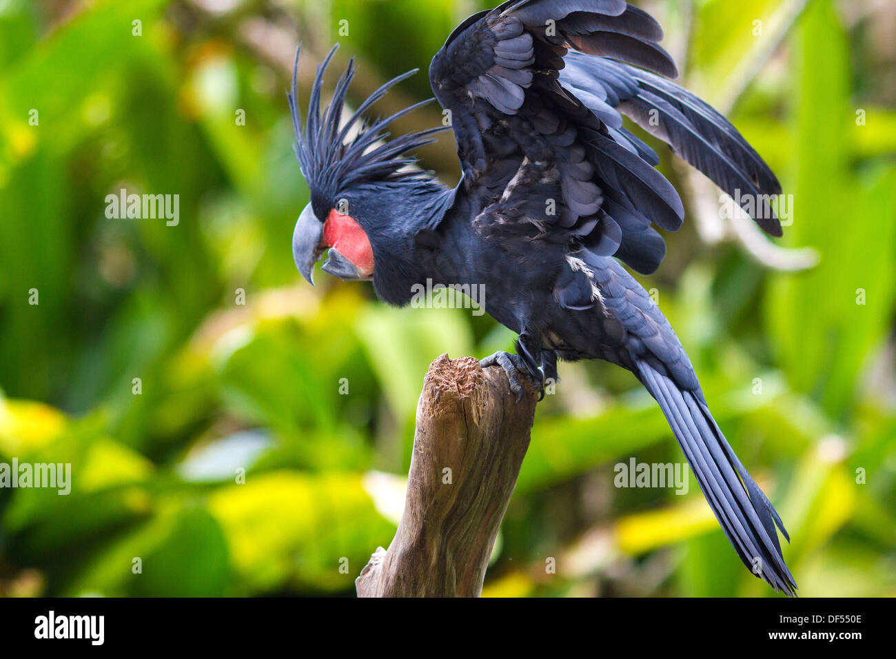 Tropischen Papagei. Bali.Indonesia. Stockfoto