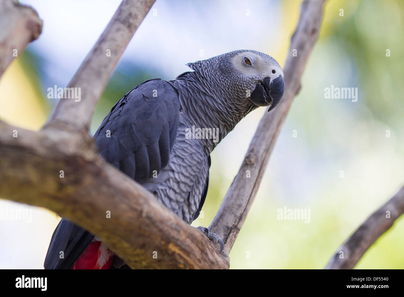 Tropischen Papagei. Bali.Indonesia. Stockfoto