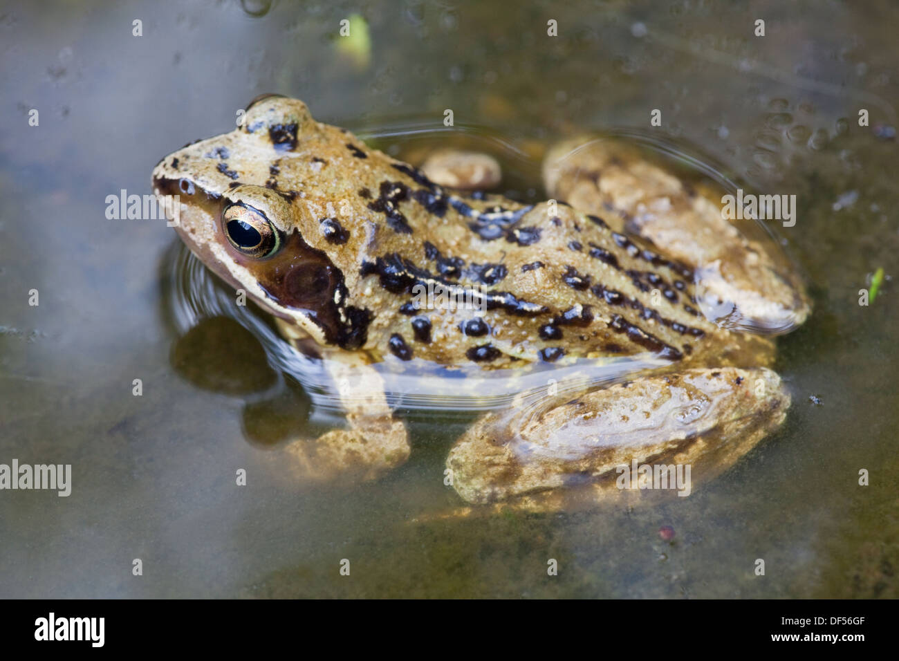 Europäischen gemeinsamen oder Grasfrosch (Rana Temporaria). Stockfoto