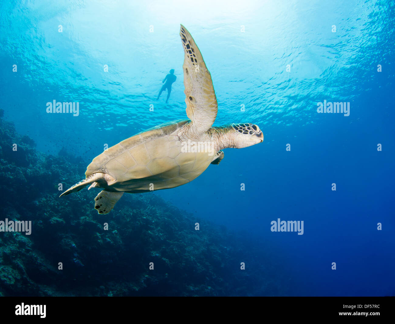 Grüne Schildkröte Unterwasser mit Schnorchler im Hintergrund Stockfoto