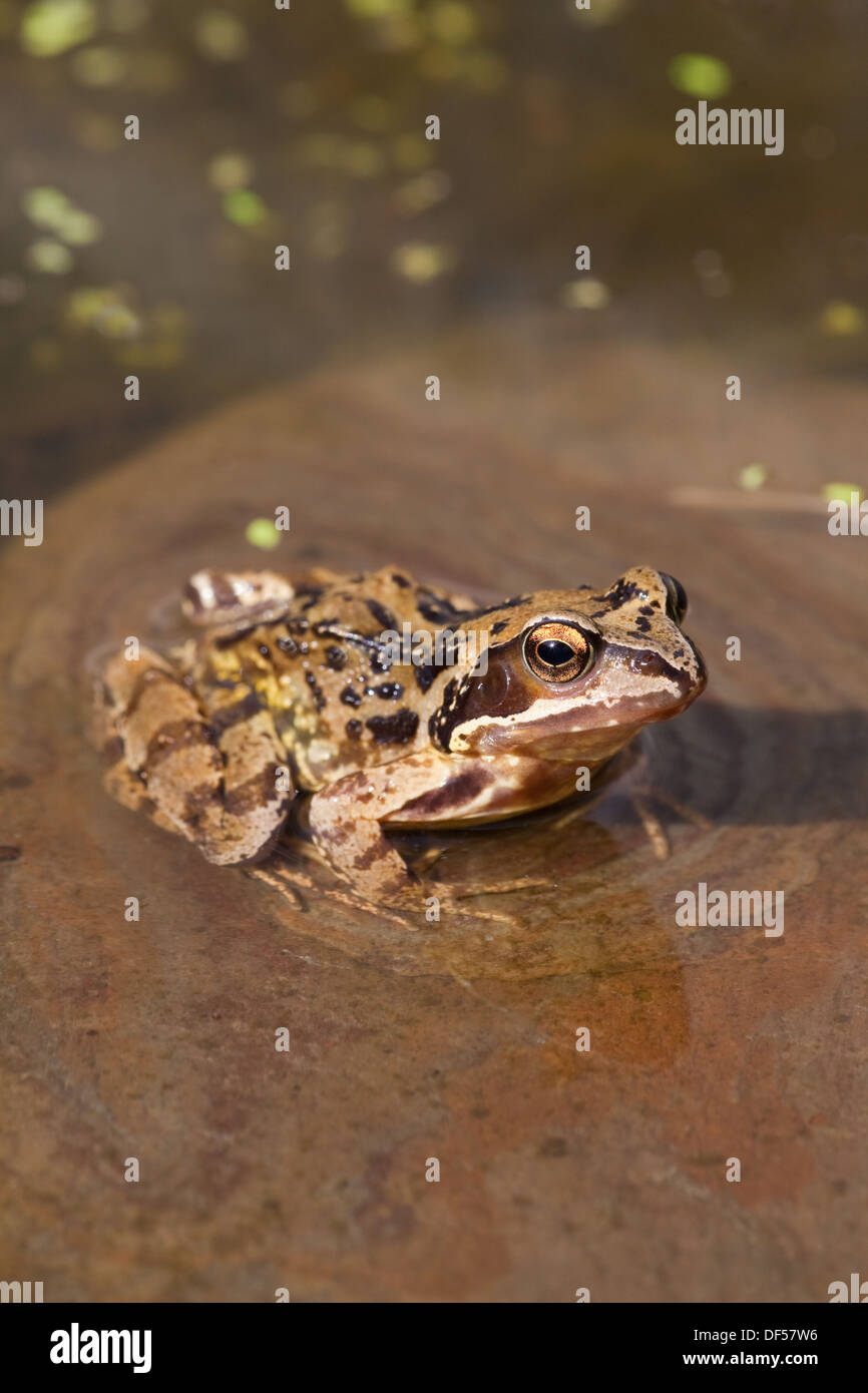 Frosch auf dem wasser Fotos und Bildmaterial in hoher Auflösung Alamy