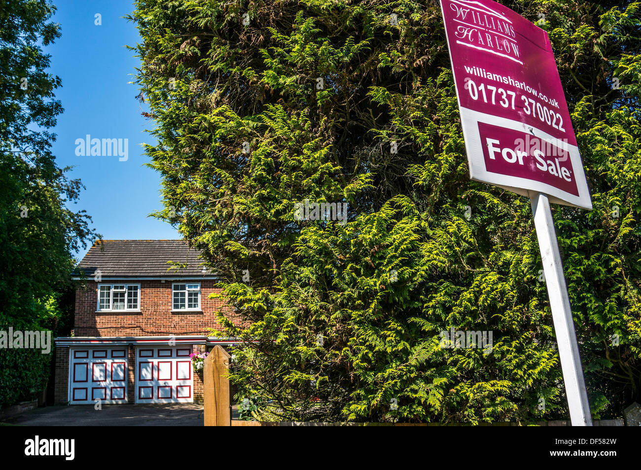 Immobilien (Real Estate) für Verkauf Zeichen vor einem großen Nadelbaum mit Haus im Hintergrund, in Banstead, Surrey, England, UK. Stockfoto