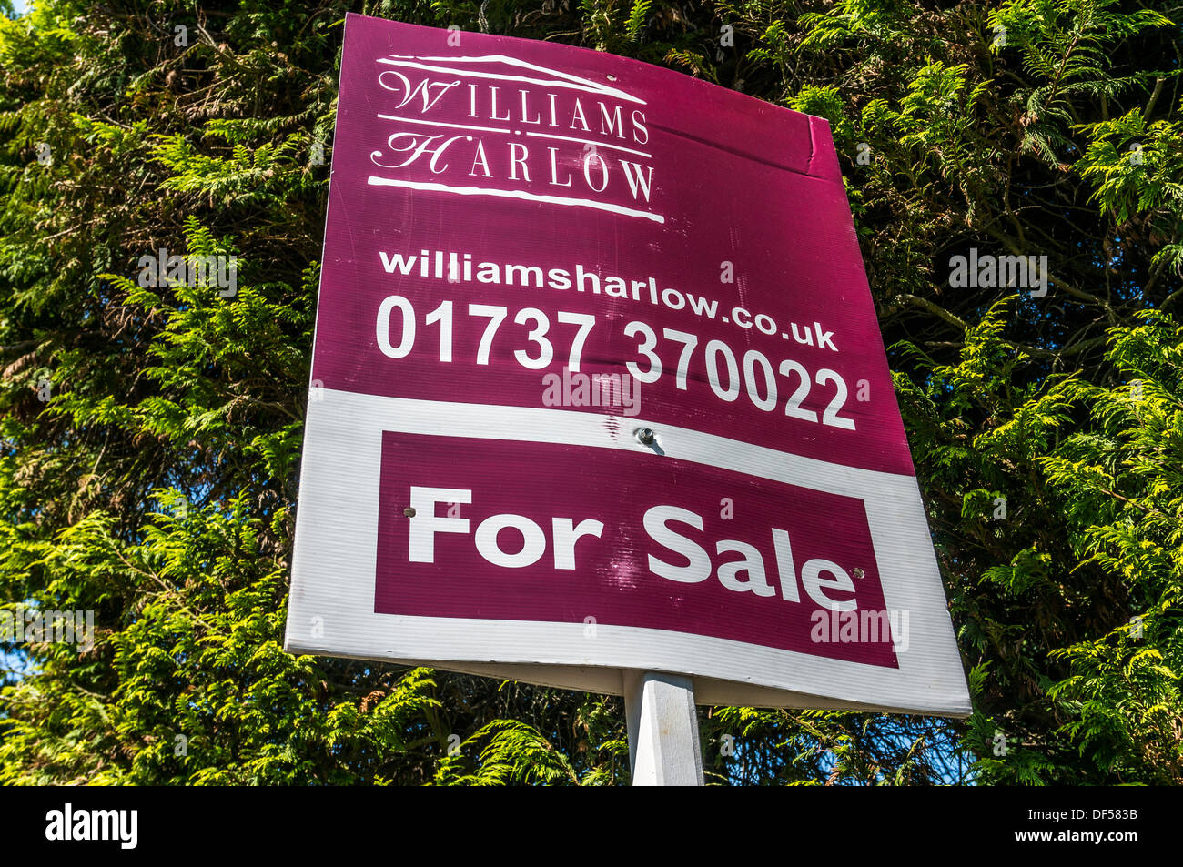 Immobilien (Immobilien) für Verkauf Zeichen vor einem großen Nadelbaum-Baum in Banstead, Surrey, England, UK. Stockfoto