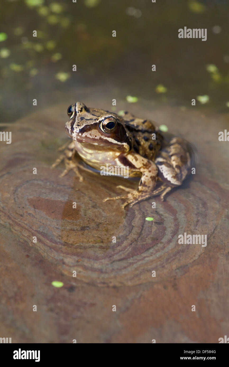 Europäischen gemeinsamen, braun oder Grasfrosch (Rana Temporaria