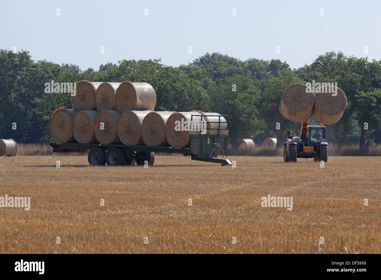 Ernte. Nach Combine Harvester geschnitten hat und aus Getreide gedroschen, eine sekundäre Lader Fahrzeug sammelt Ballen Stroh für die Entfernung. Stockfoto
