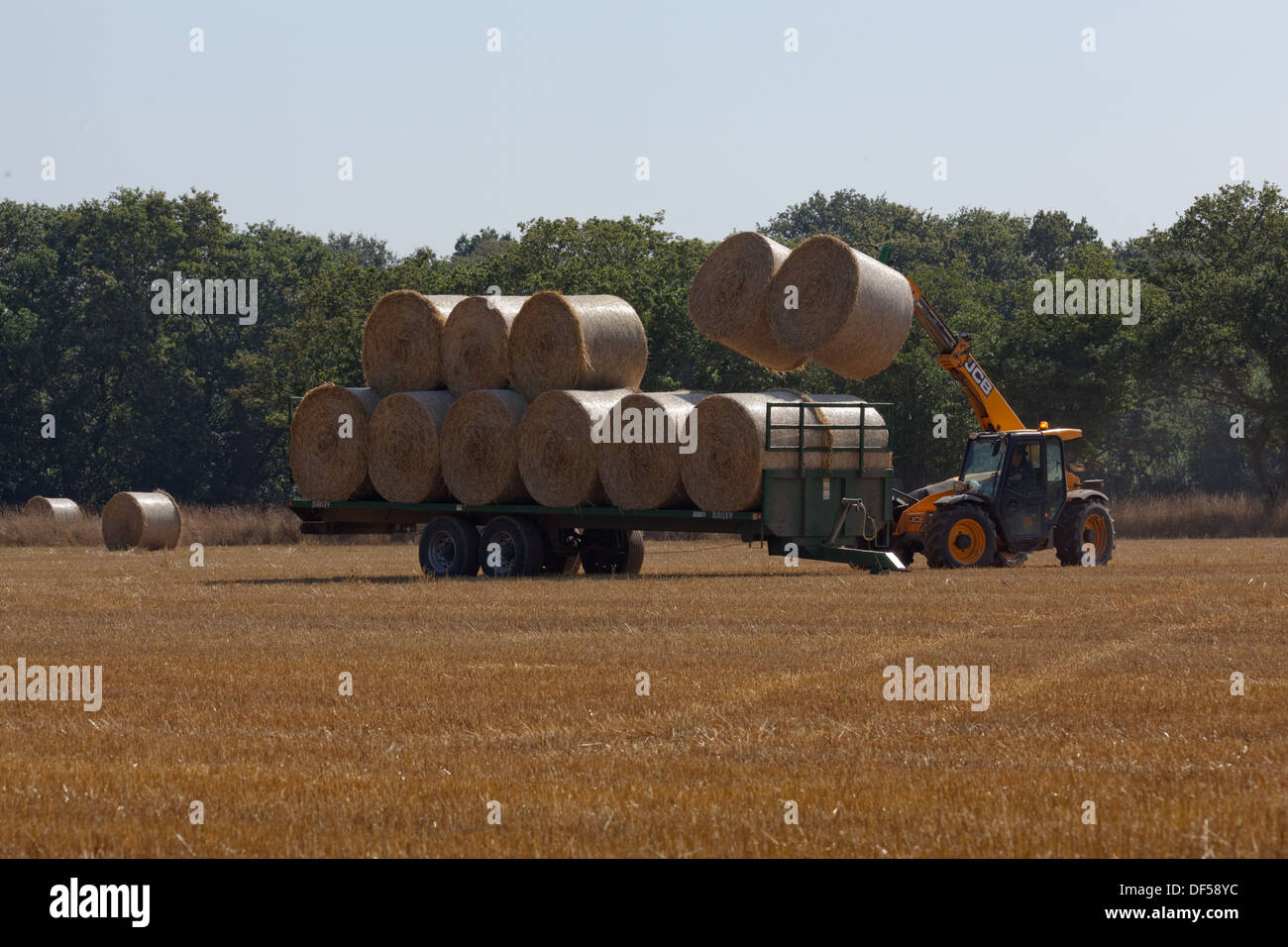 Ernte. Nach Combine Harvester geschnitten hat und aus Getreide gedroschen, eine sekundäre Lader Fahrzeug sammelt Ballen Stroh für die Entfernung. Stockfoto