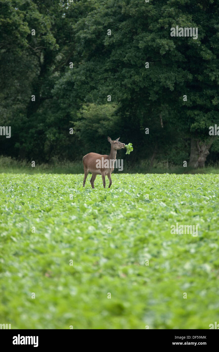 Rothirsch (Cervus Elaphus). Hirschkuh am Wald-Rand zieht und feeds aus einer Ackerfläche wachsen Zuckerrüben. Ingham, Norfolk. Stockfoto